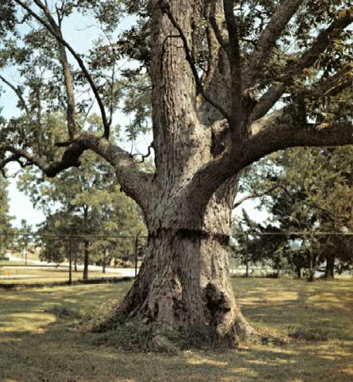Grigsby Pecan-1969